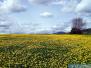 Pisarzowice