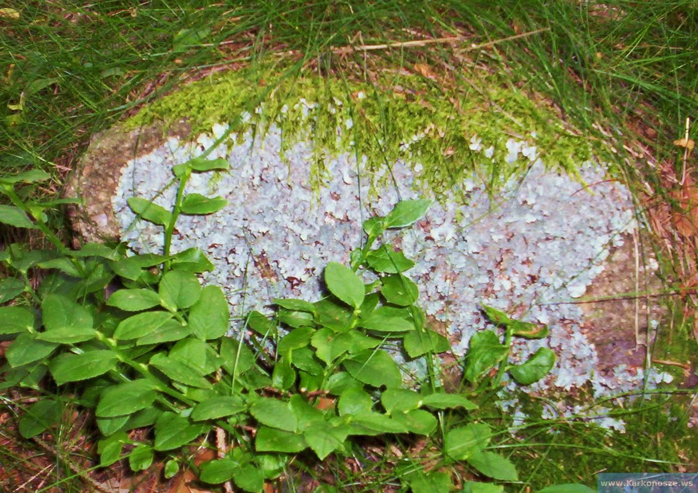 Parmelia sulcata - Tarczownica bruzdkowana
