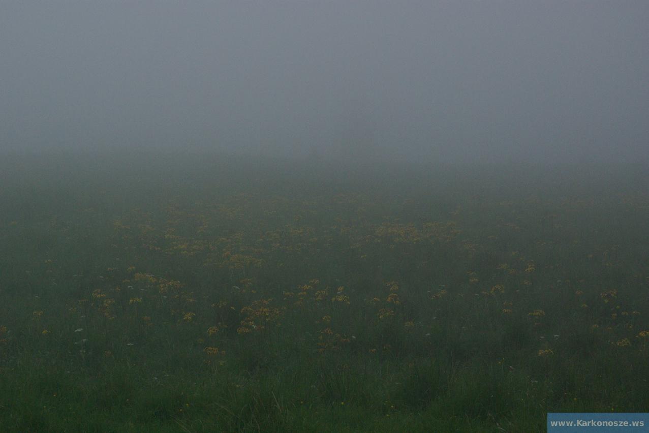 Torfowiska górskie w mgle