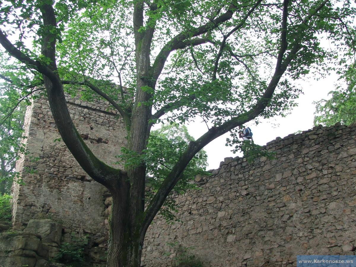 Klon na dziedzińcu zamku Bolczów